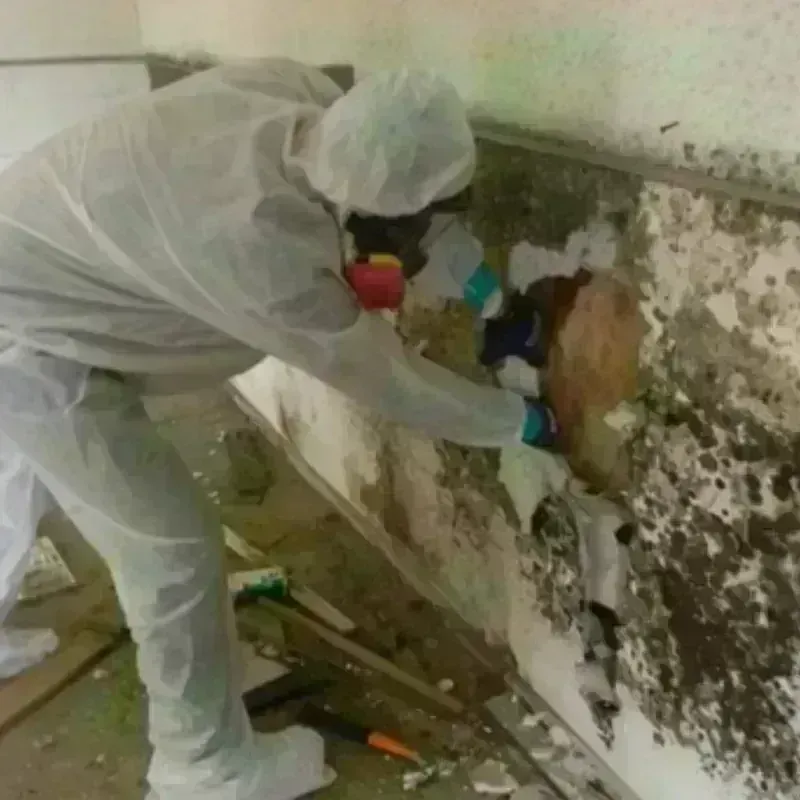 Mold Remediation and Removal in Buchanan Dam, TX